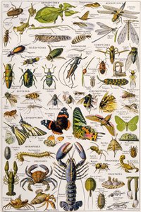 Illustrazione di vari invertebrati c.1923 da Adolphe Philippe Millot